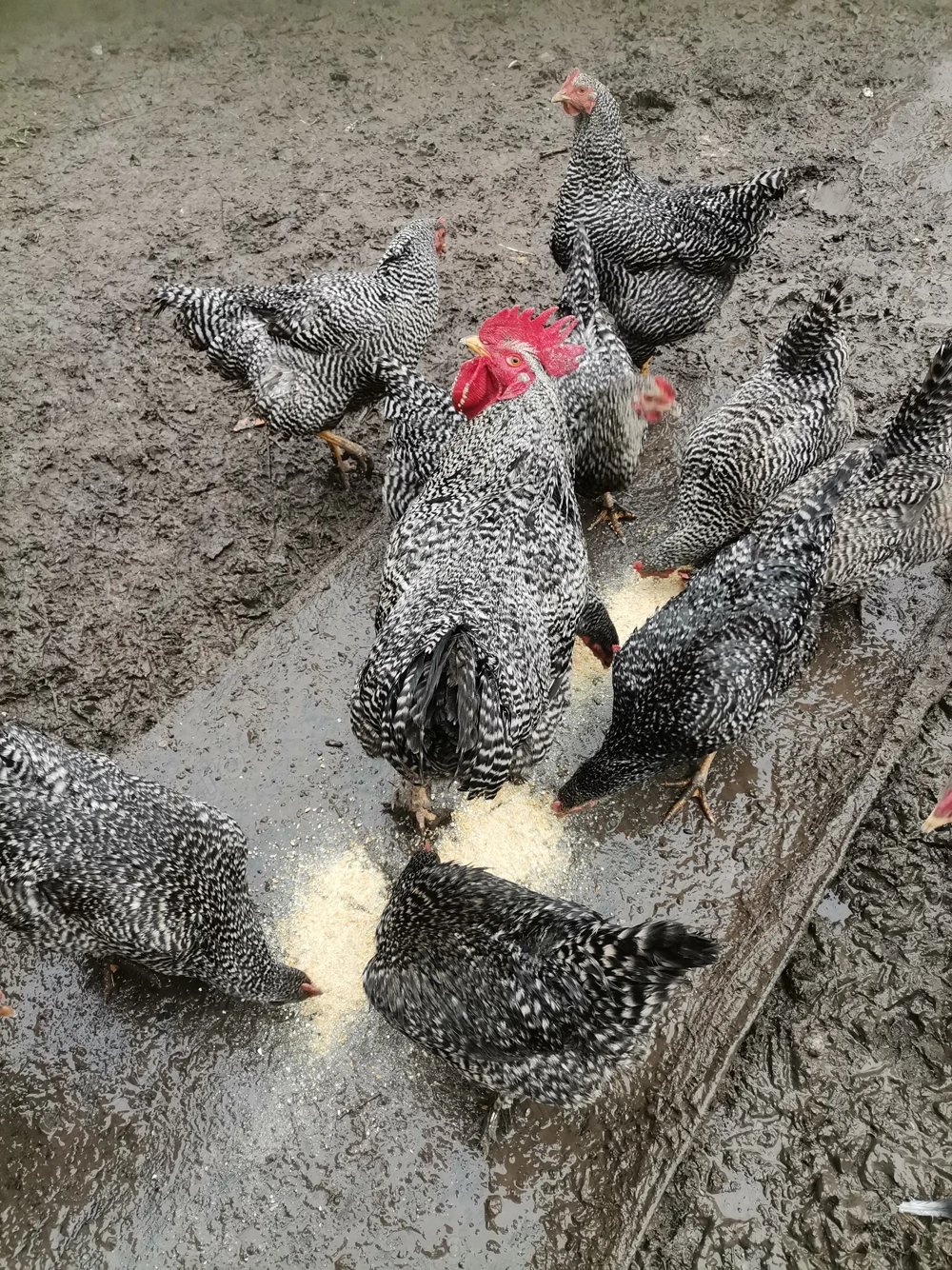 Vând oua pentru incubat 