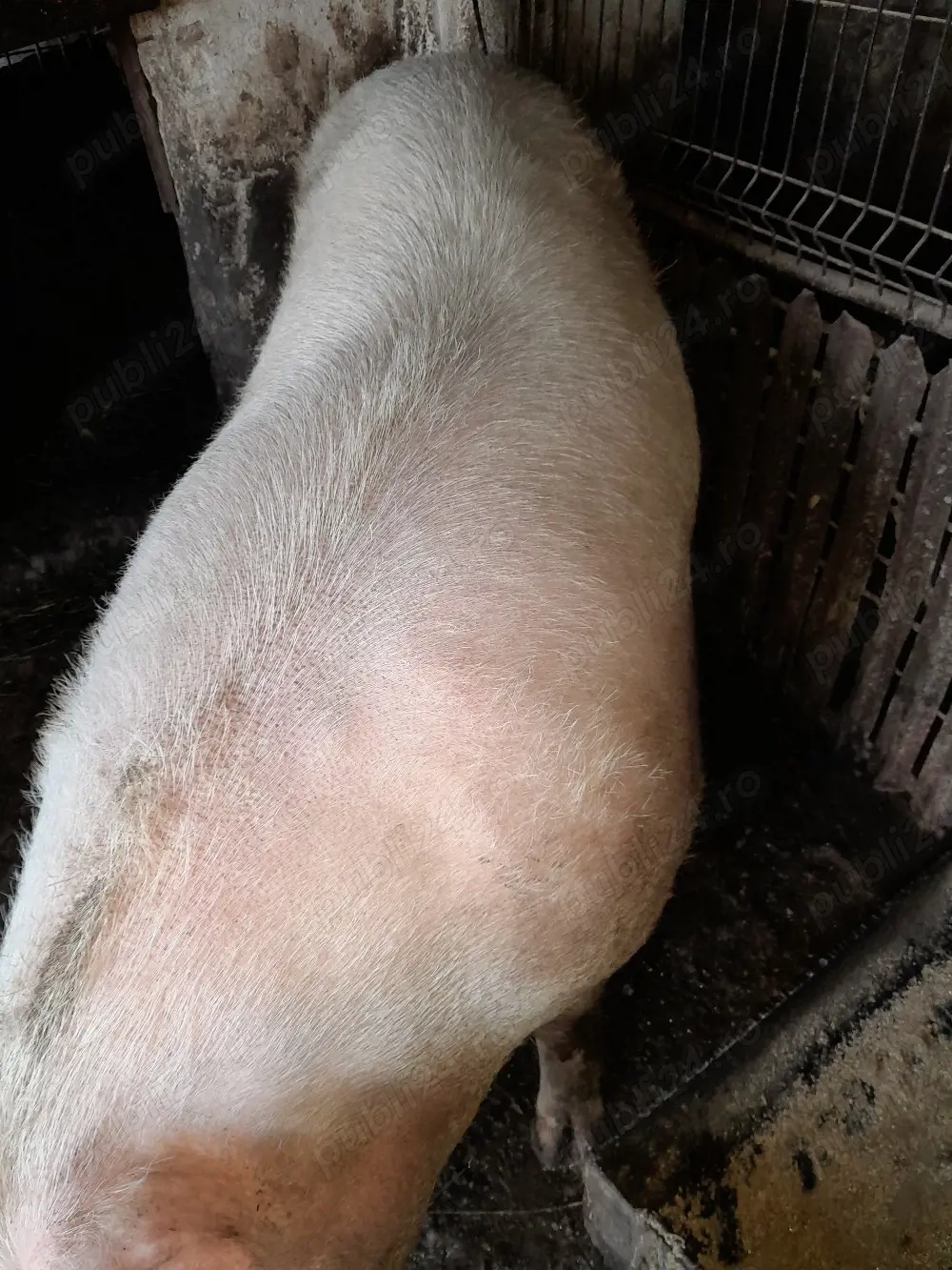 vând înviu sau sacrificată