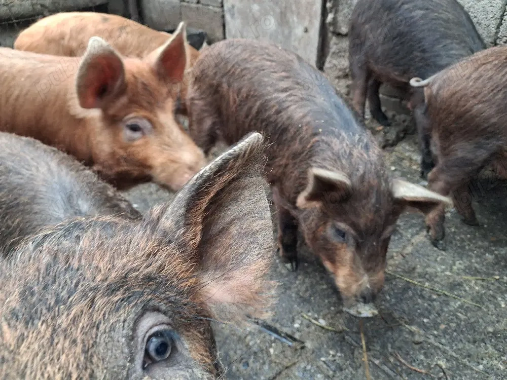 Porci(godaci) de vânzare 