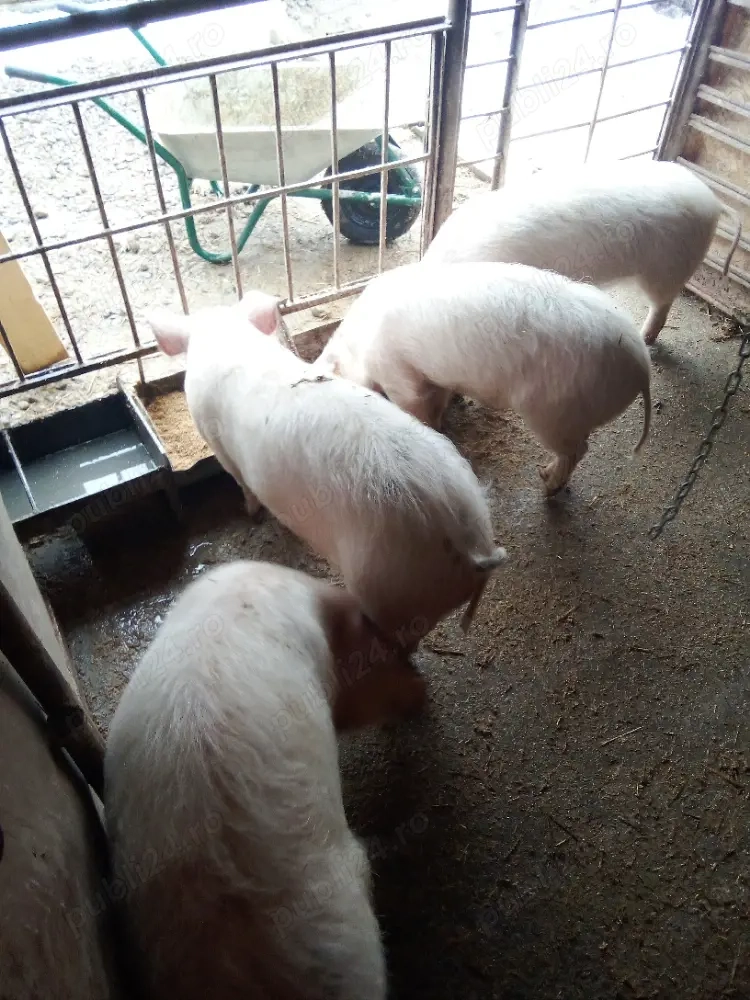 vind 2 scrofe pt prasila  marile alb 