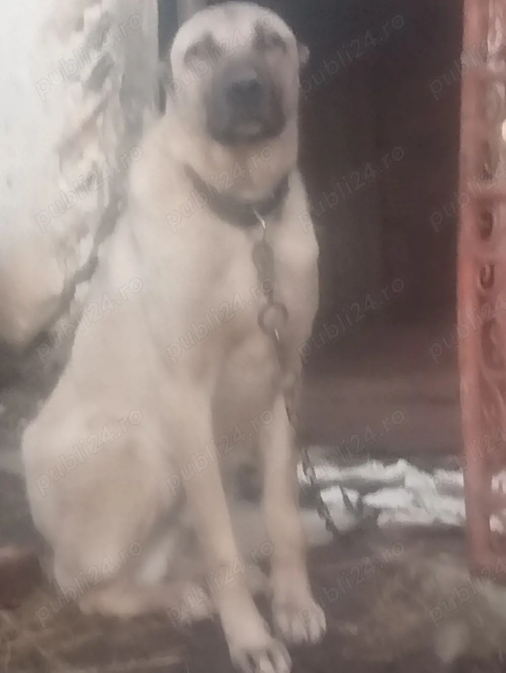 Mascul de kangal disponibil 