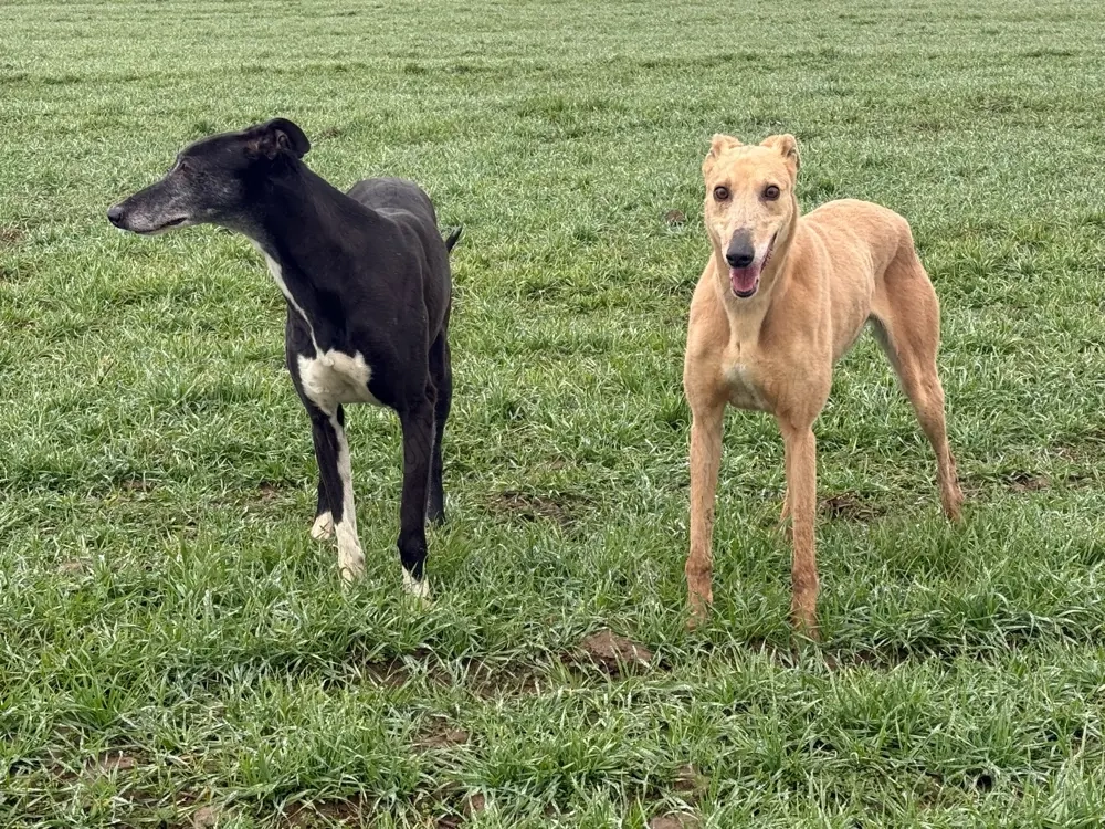 Câini ogari greyhound