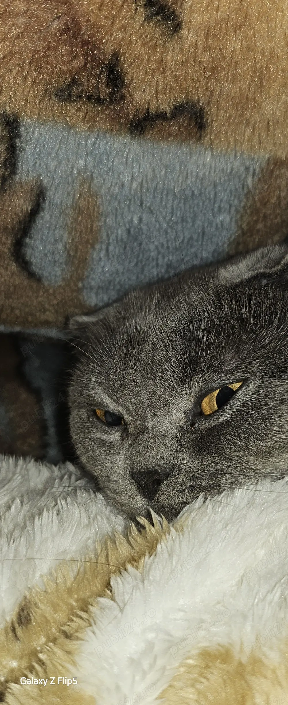 Pisics scottish fold oferta