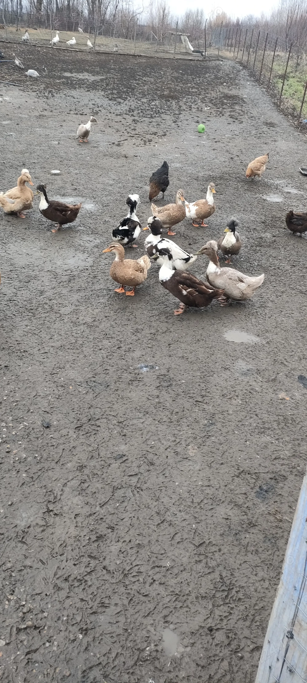 disponibil 4rațe și 7 ratoi românești 