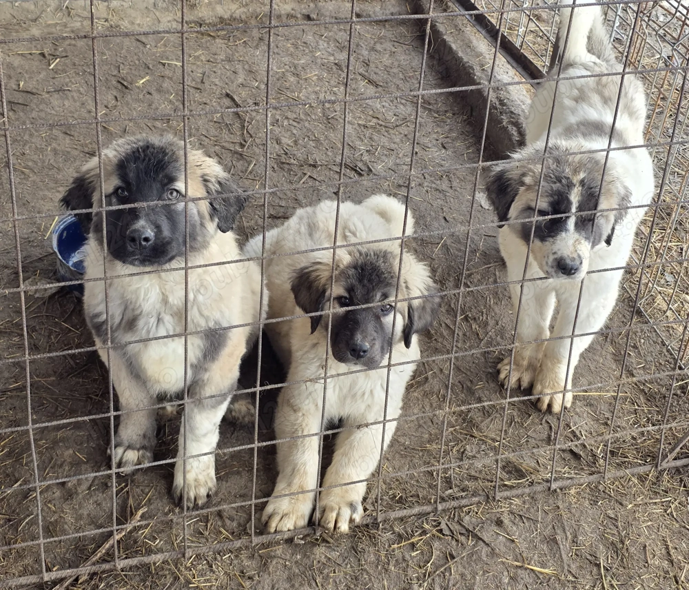 Pui de vanzare metis kangal cu ciobanesc