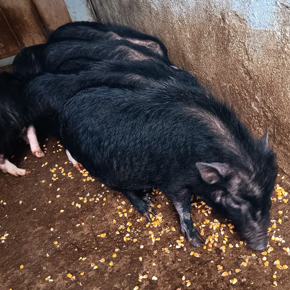 Purcei   Purceluși Vietnamezi de 6 luni - 7 10 kg. Masculi și Femele, Ideali pentru Proțap   Rotisor