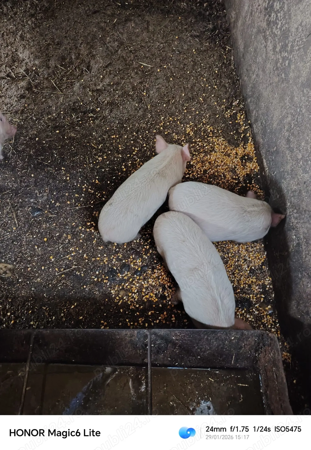 Purcei 400 ,350 Ron buc 