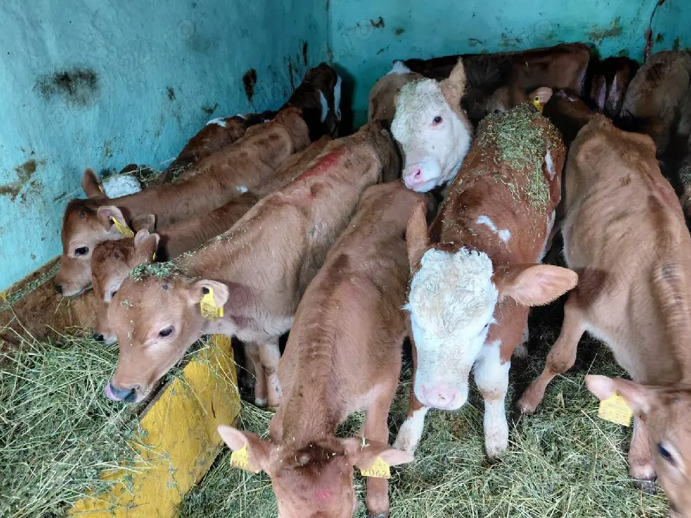 vand 14 masculi si 4 femele