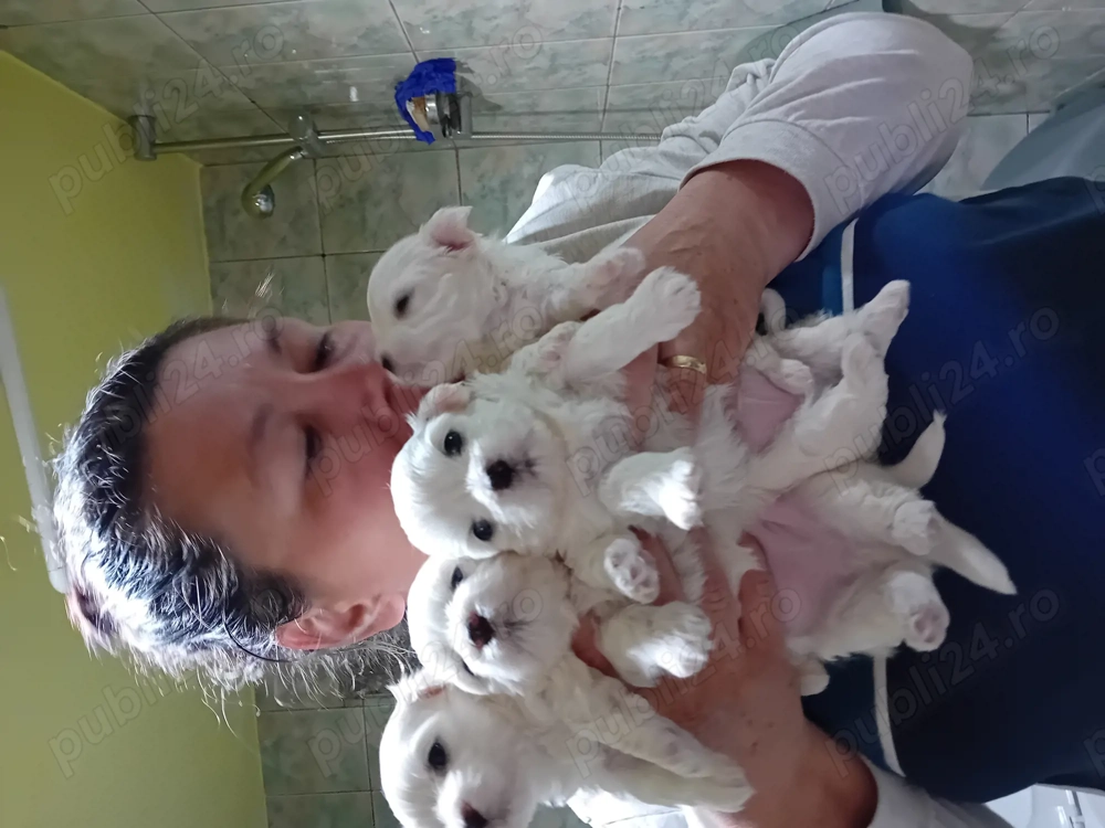 Bichon maltez talie mica