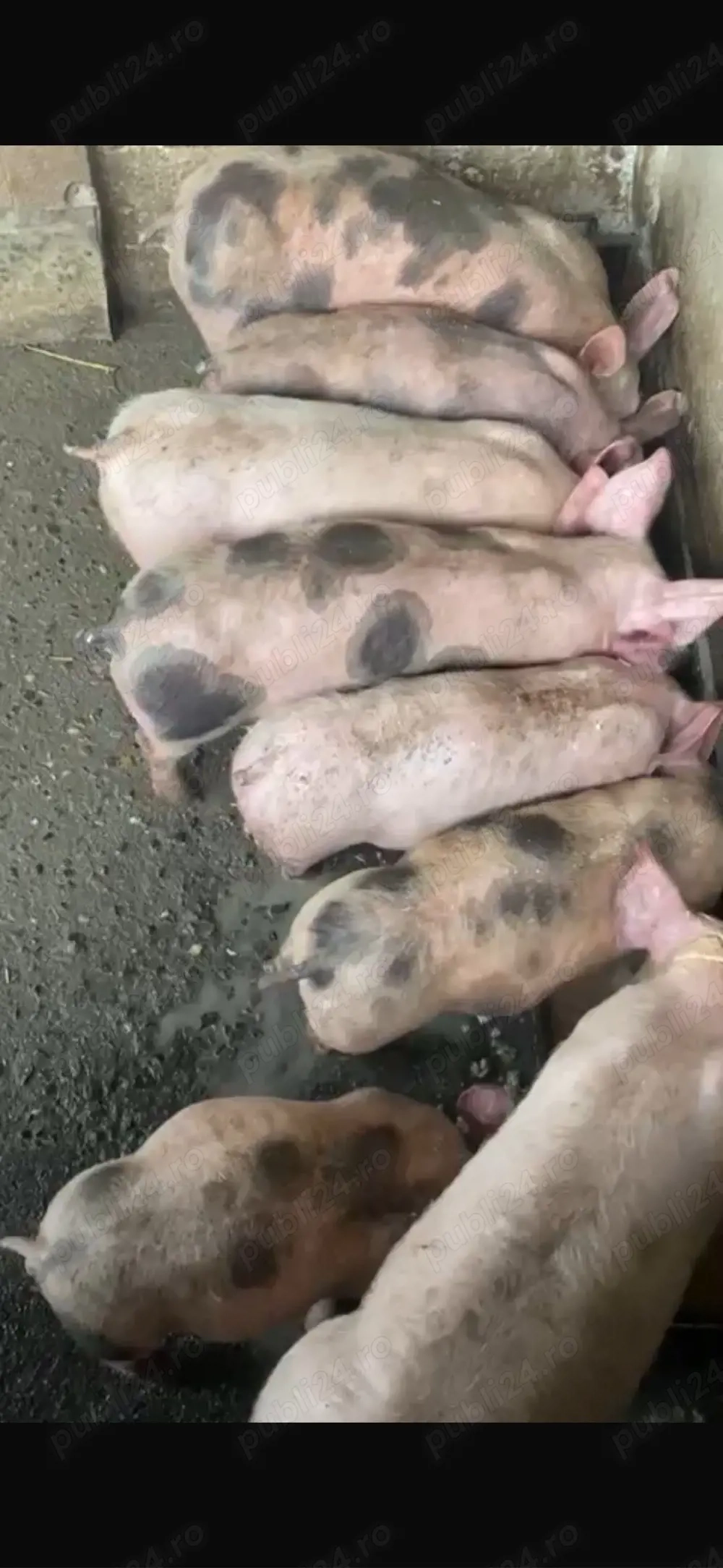 Purcei de 10 săptămâni