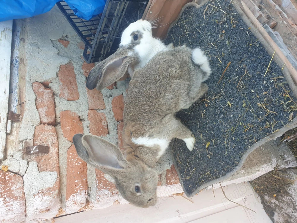 Vand iepuri femela si mascul 