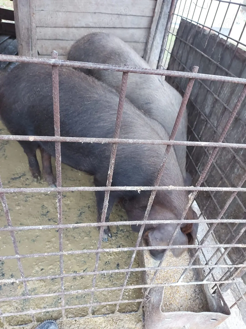 Porci duroc de vanzare