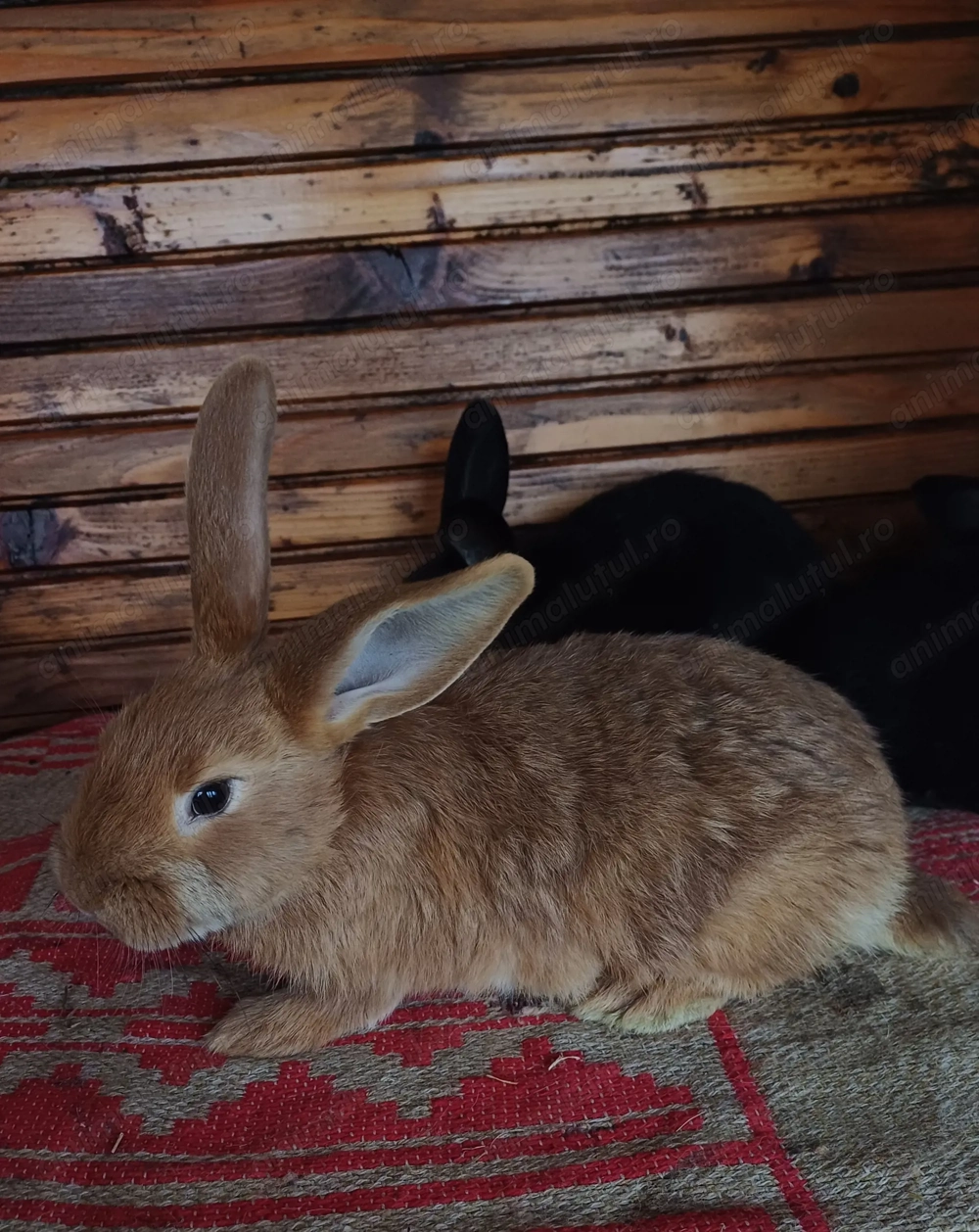 Vând 3 iepuași de casă