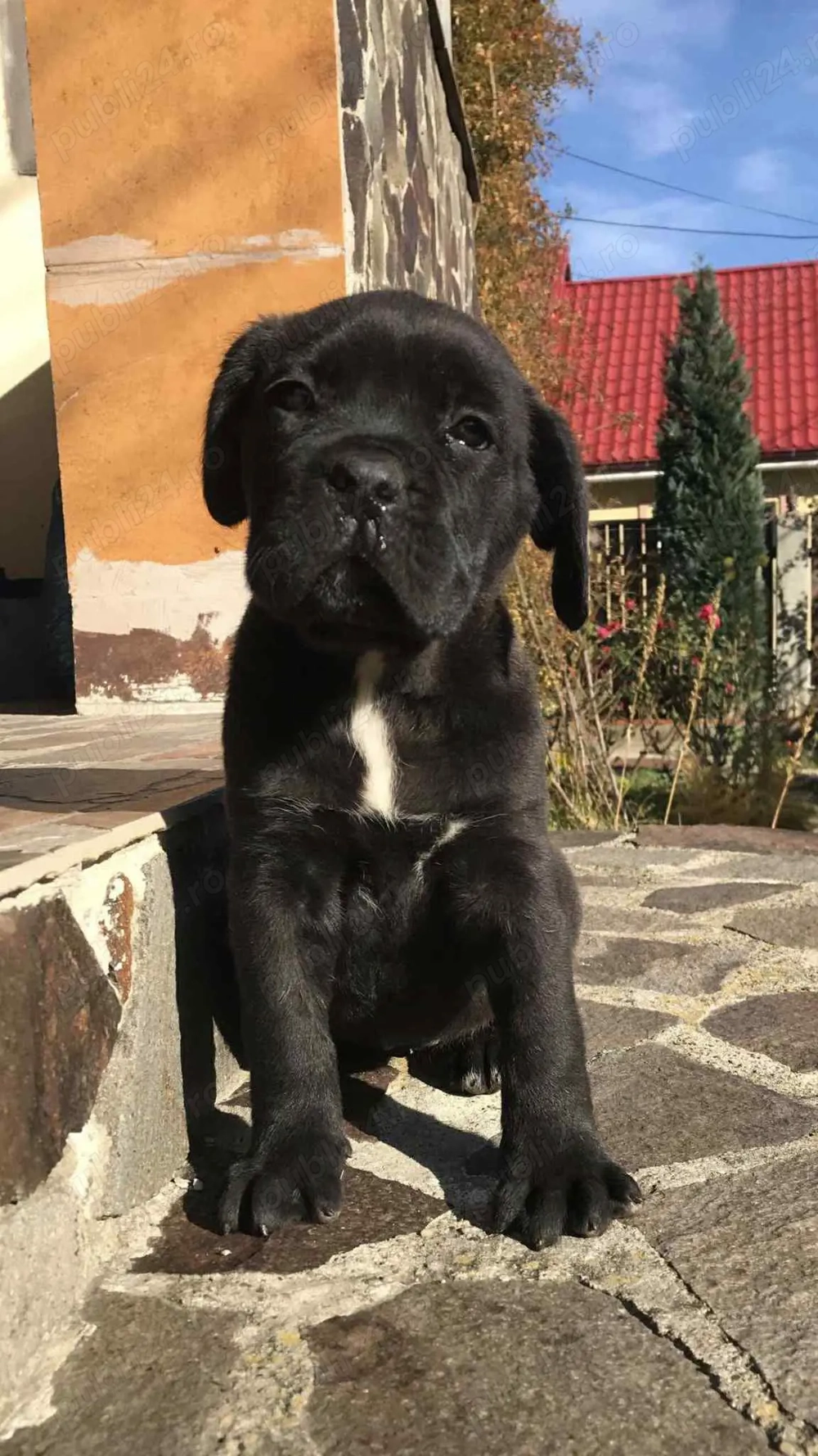 pui femela cane corso pedigree fci