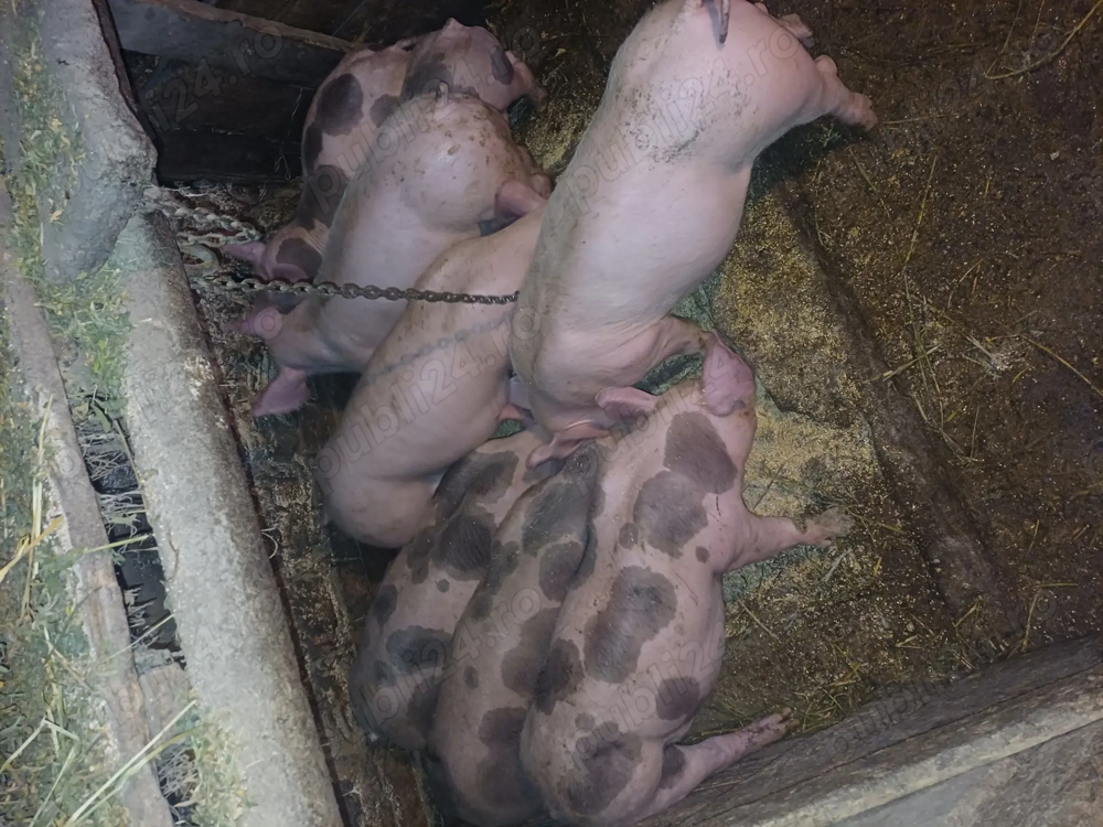 Purceii de 9 saptamanii marele alb cu petrean