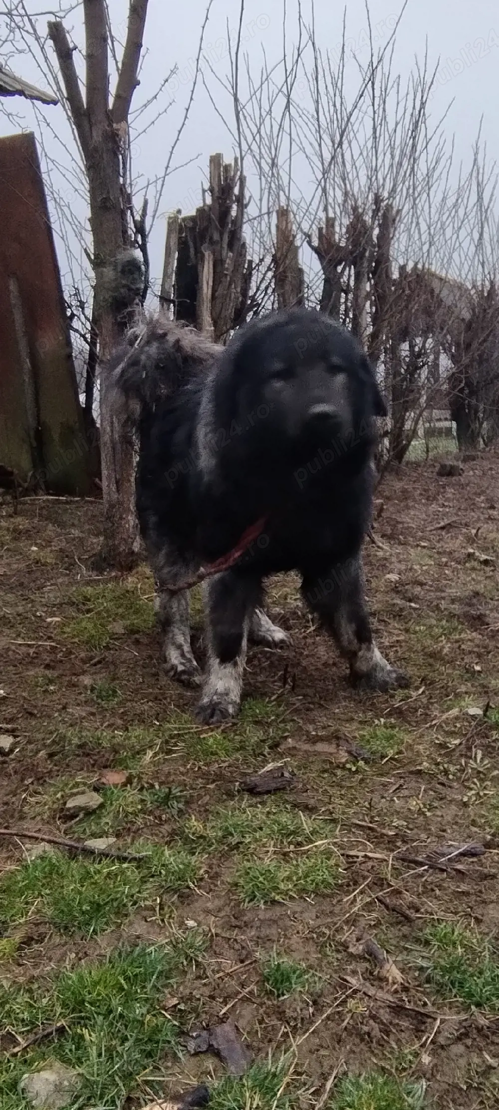 Ciobanesc caucazian sau schimbat Cu diverse 