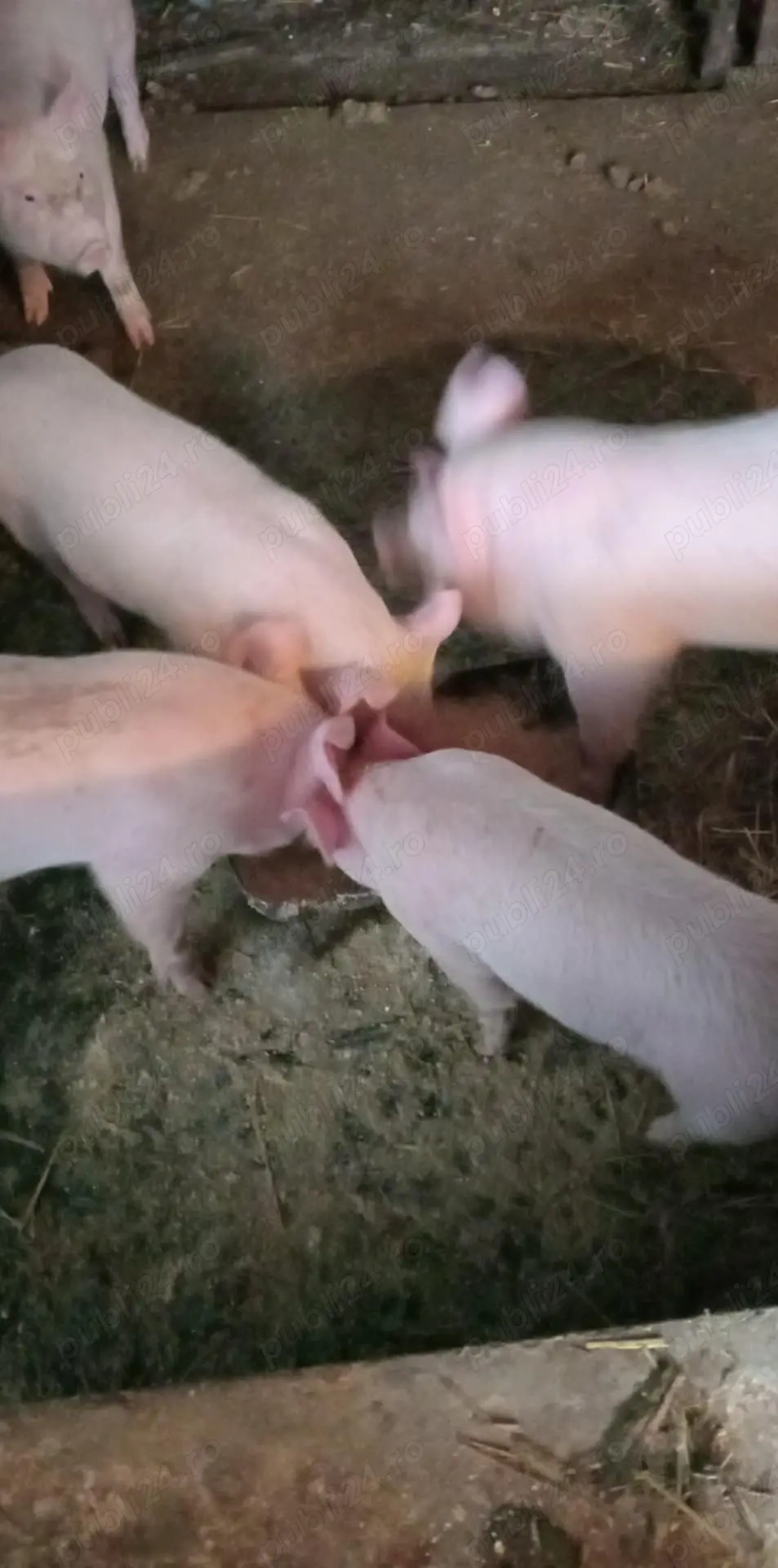 vand purcei de carne urgent 