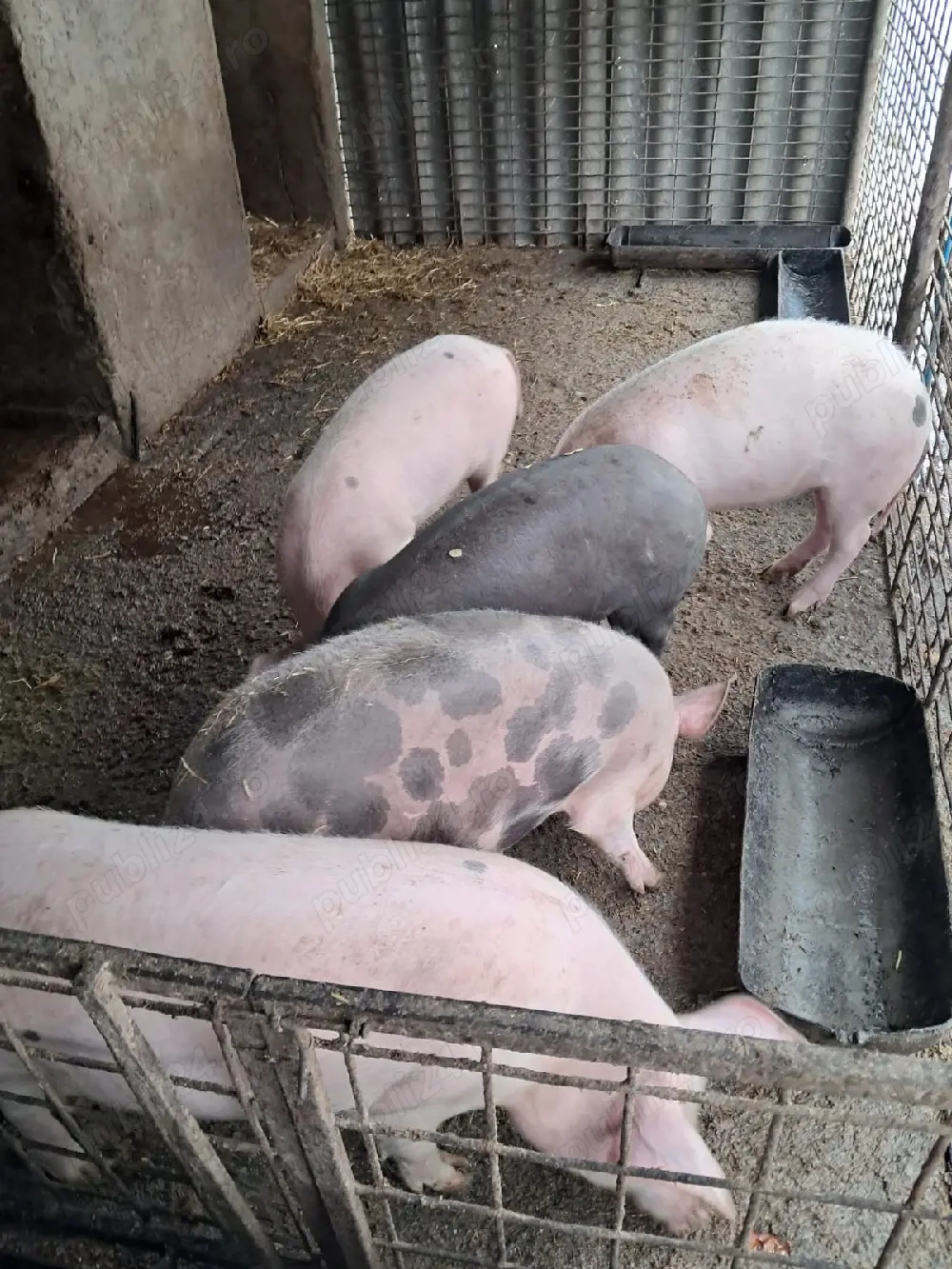 vând purcei (grăsuni)