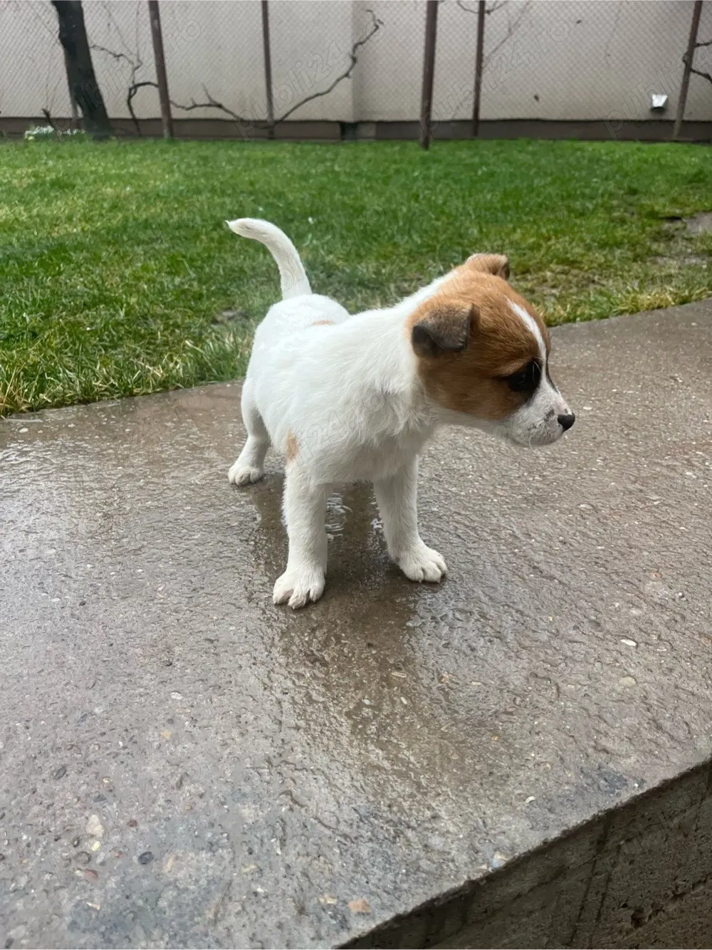 vand 2 masculi de jack russel 