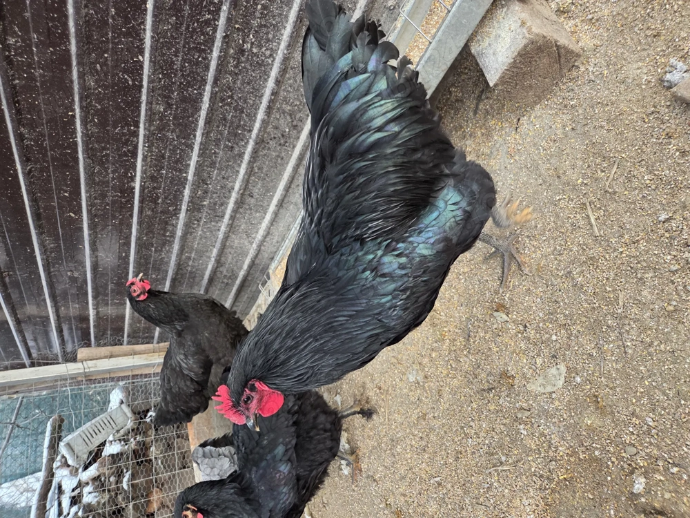 Cocos Australorp