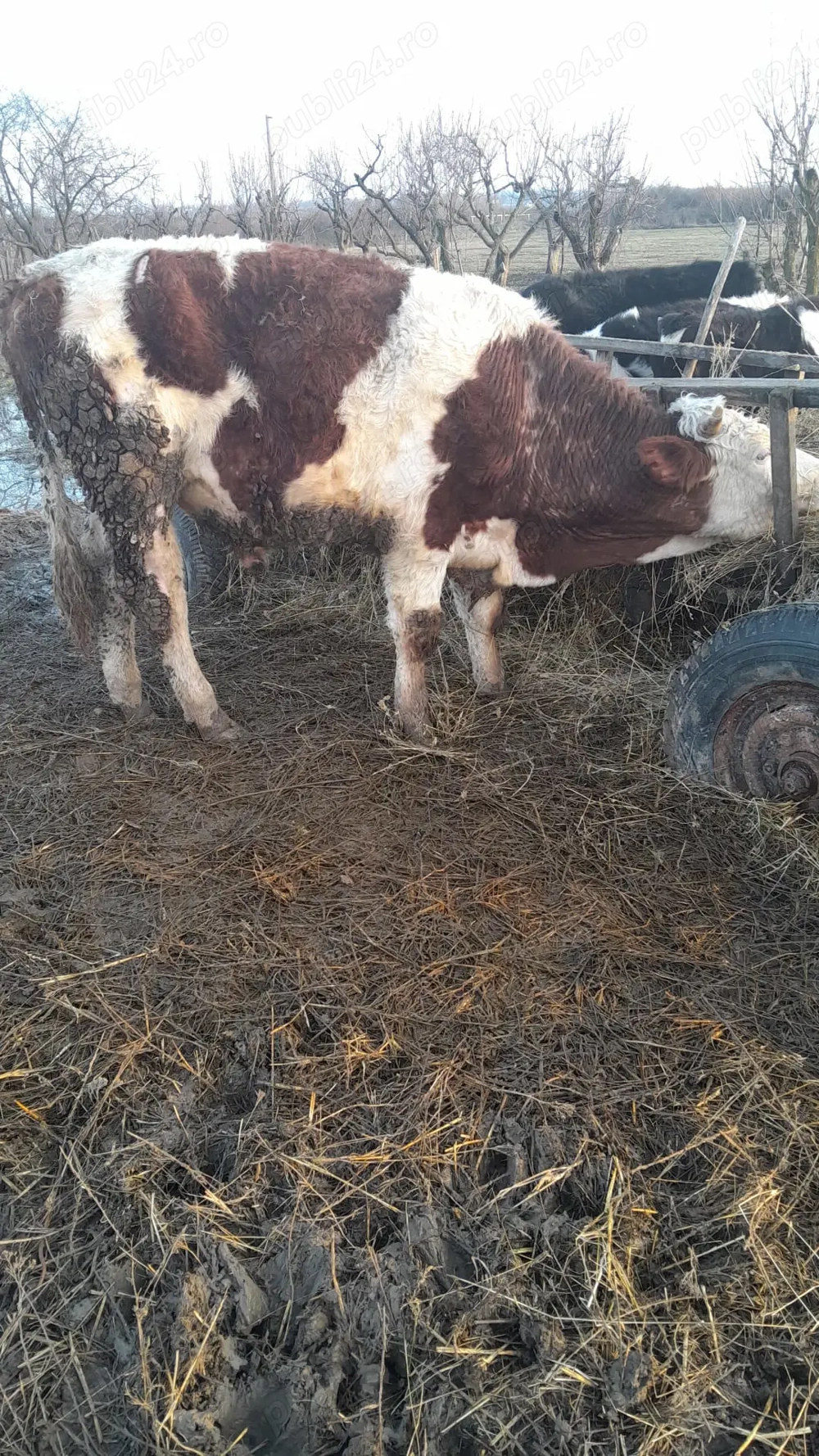 Taur Baltat Romanesc 