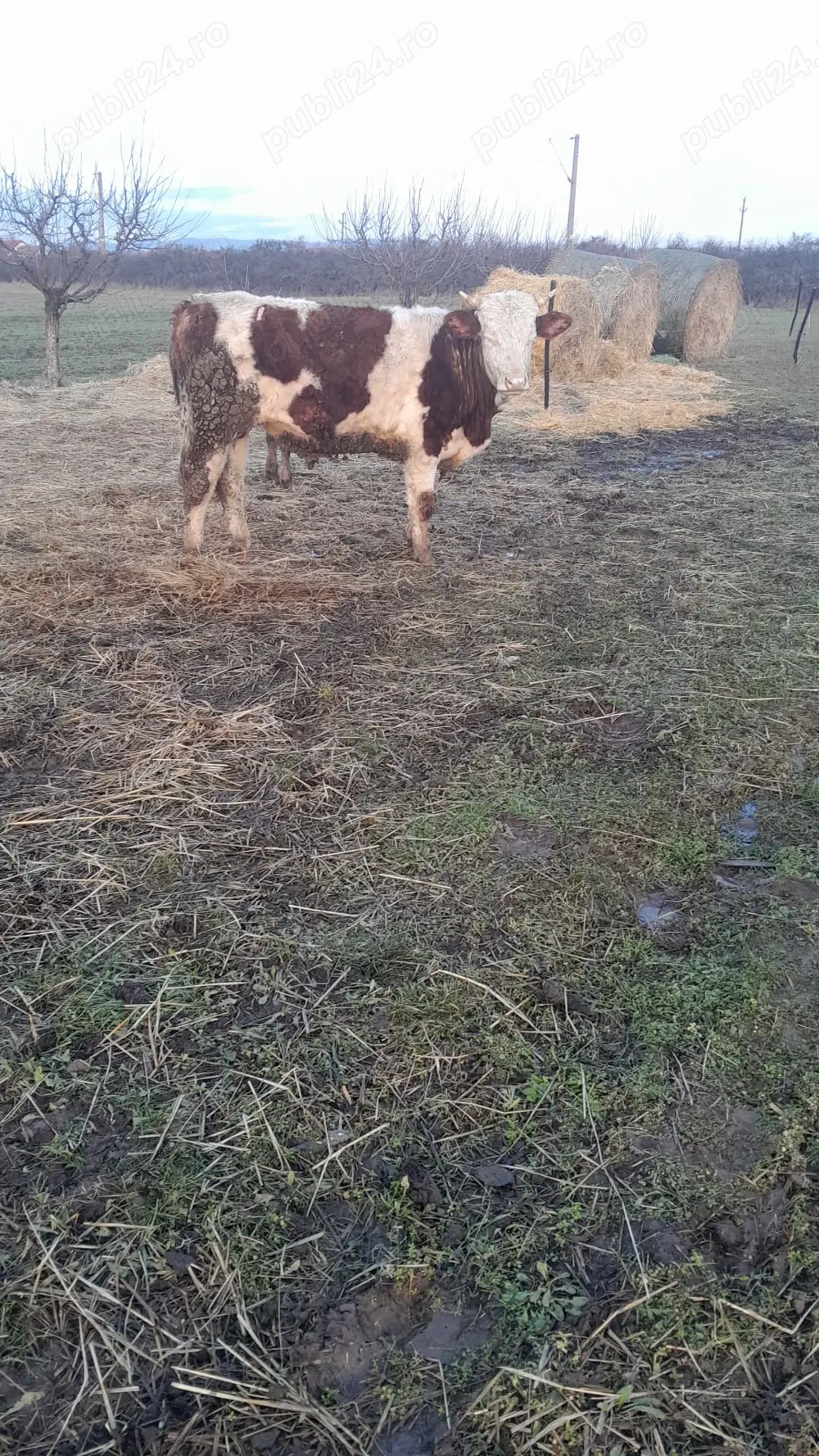 Vand 2 vaci de rasa (Baltata Romaneasca ), fiecare vaca cu vitea