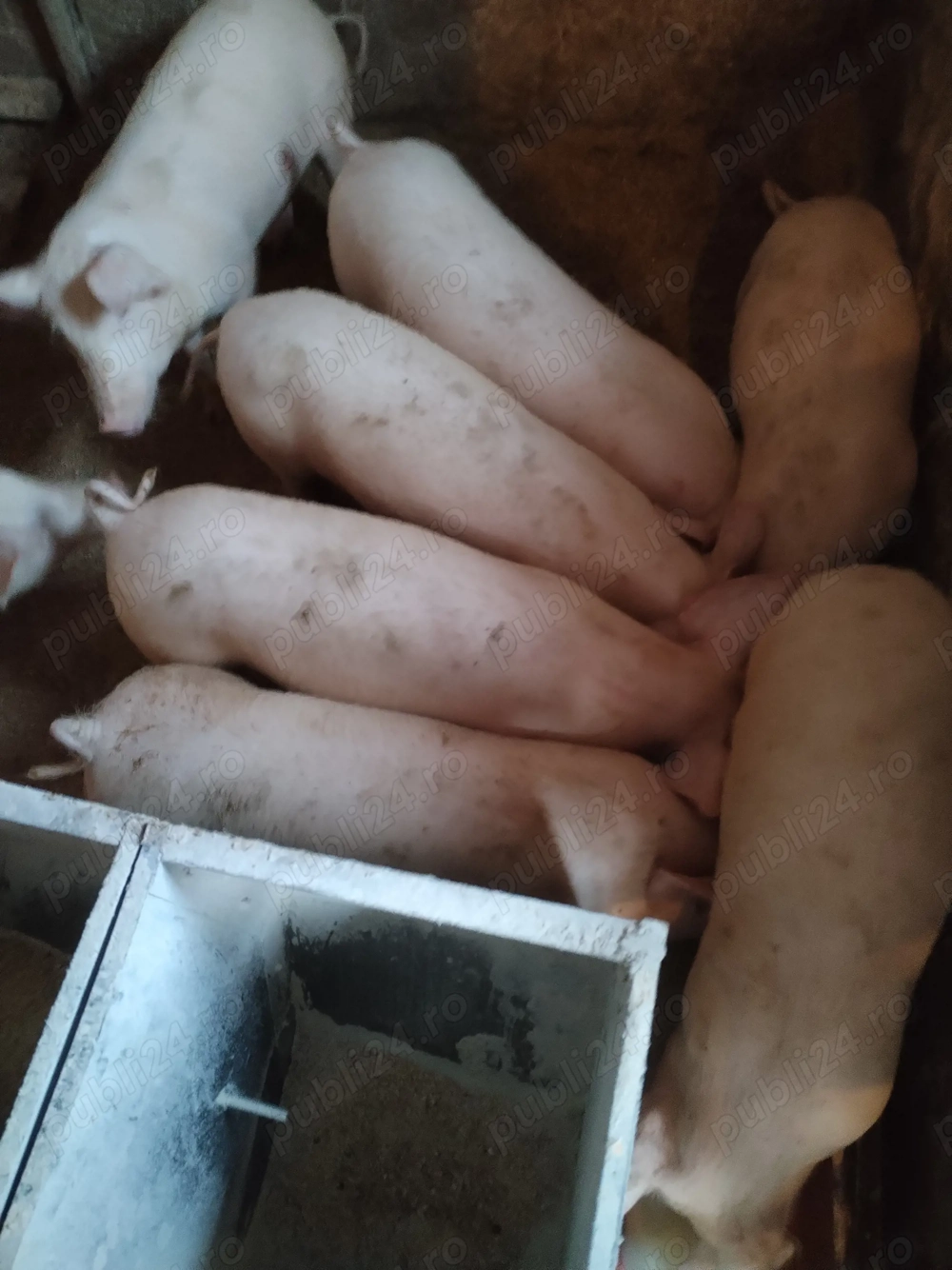 Șoldani de vânzare 