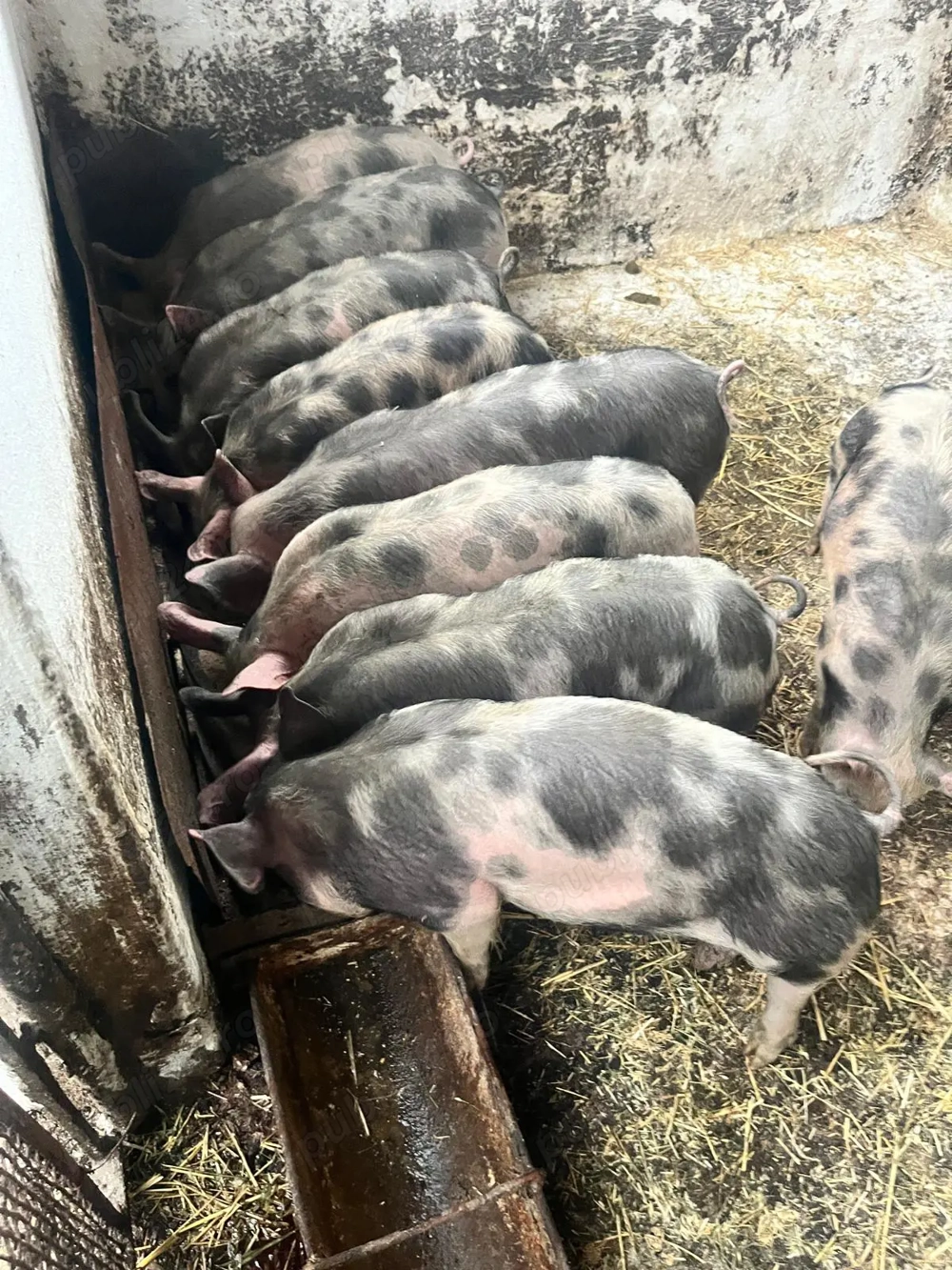 purcei petrean 12 saptamani 