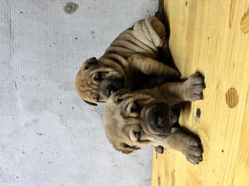 Shar pei în căutare de iubire 