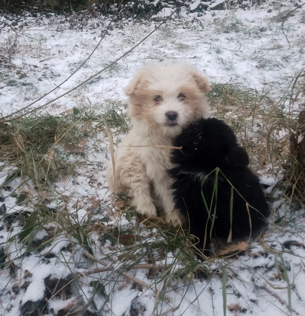 Donez cățeluși metis,pechinez maidanez