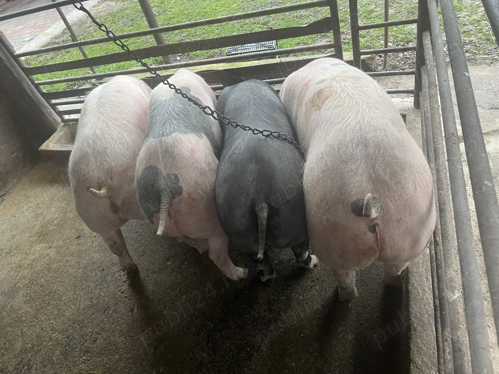 Porci de vânzare 