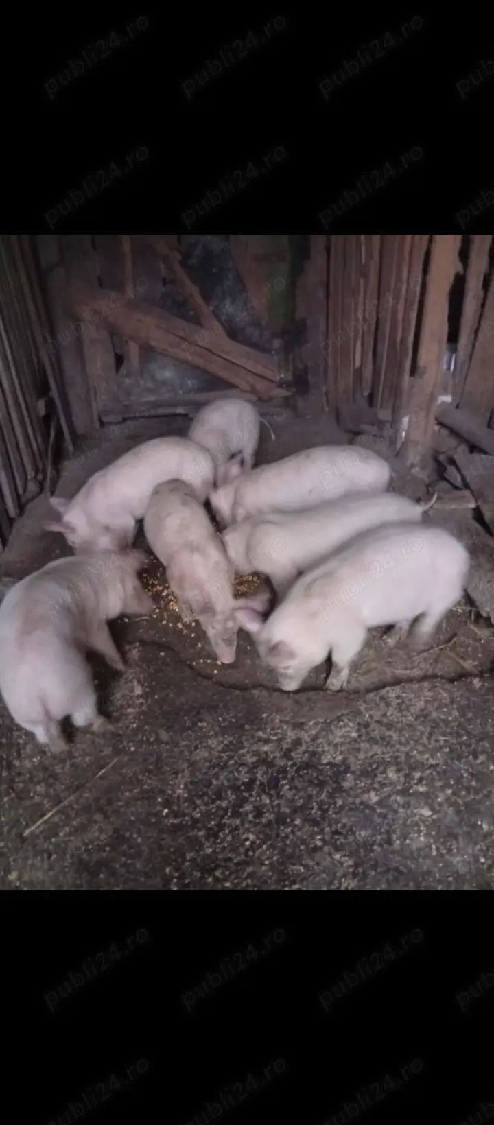 Purcei de vînzare in Bălcești Gorj 