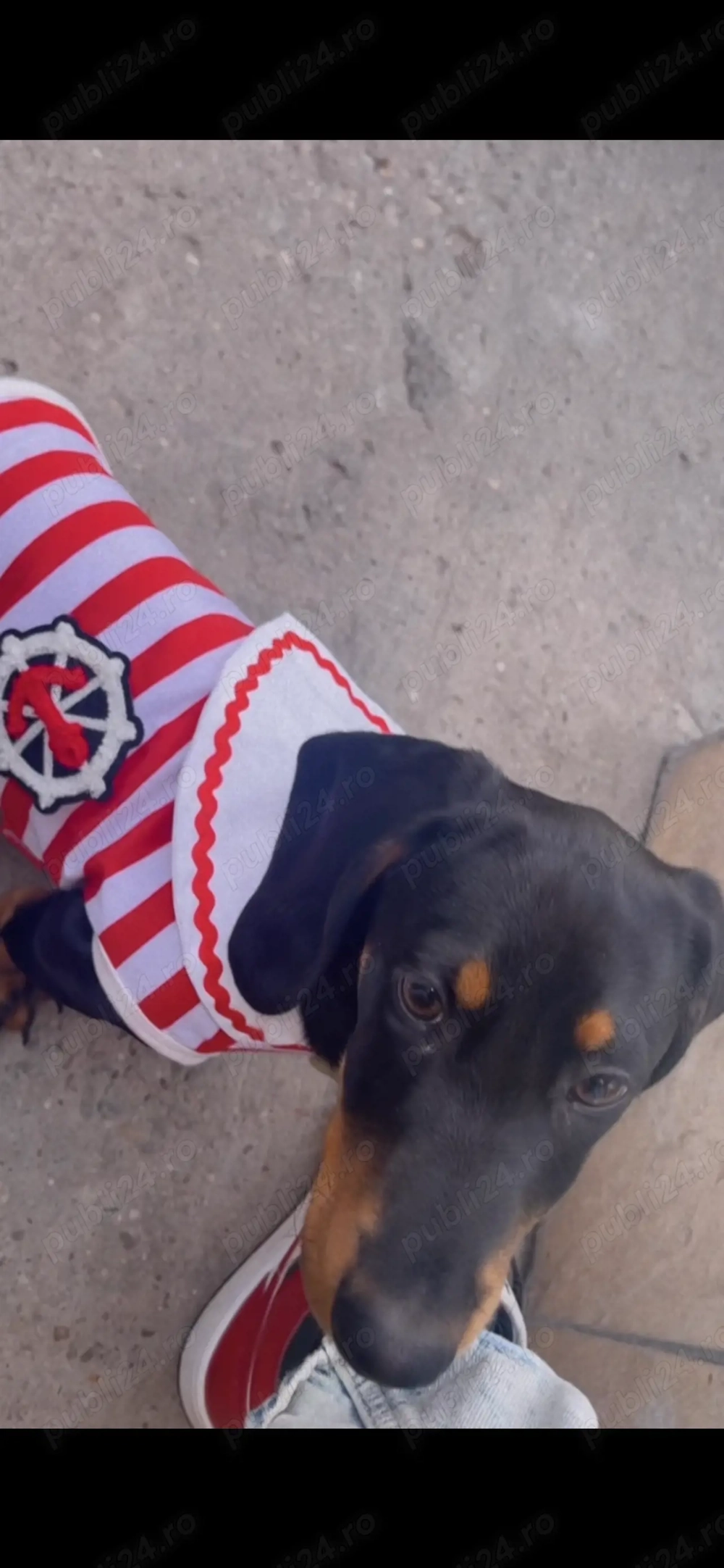 Cățel de rasă Teckel