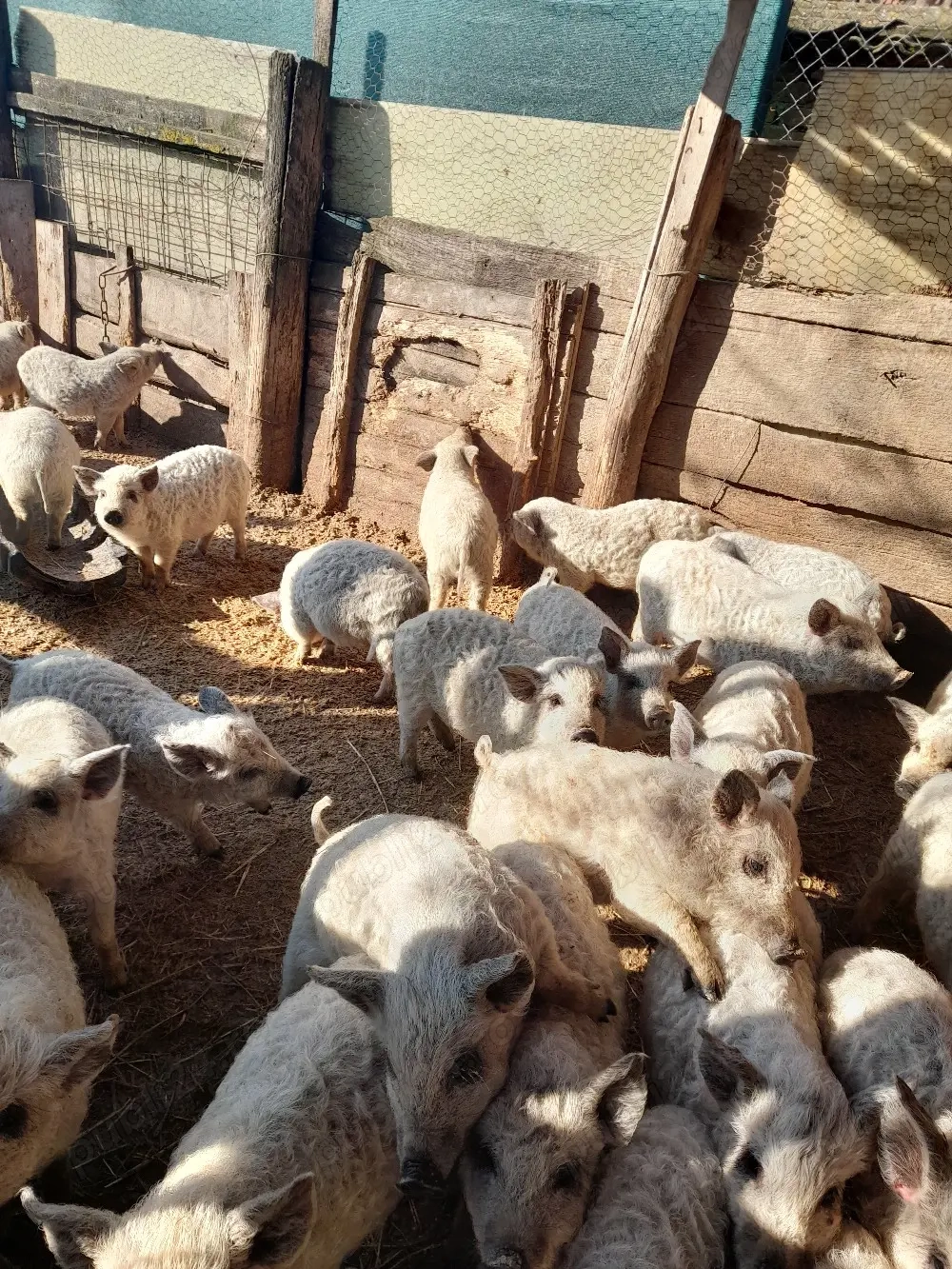 Vând porci mangaliță