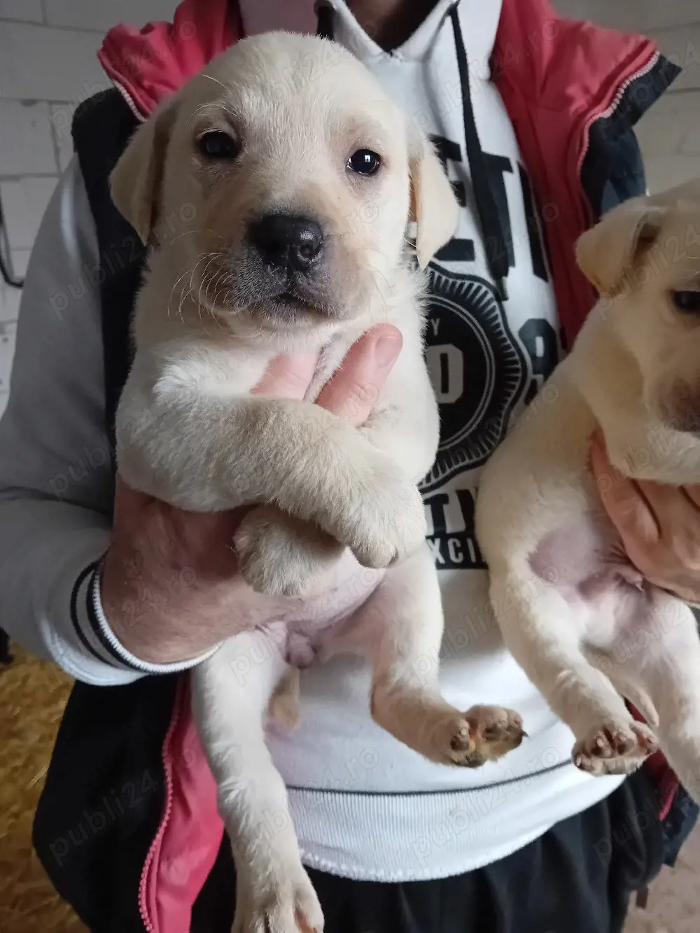 Cătei de Labrador Retriver