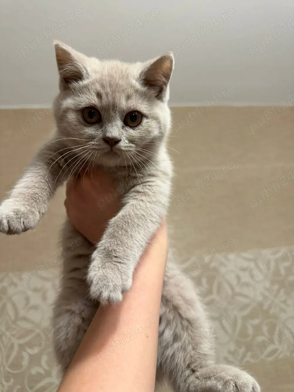 Puiuți British Shorthair Lilac 