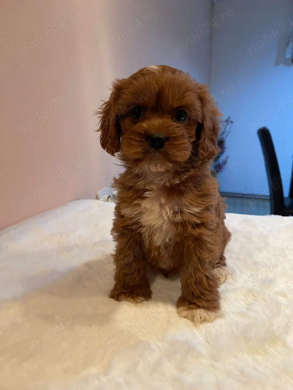 băiețel cavapoo pudel maltipoo