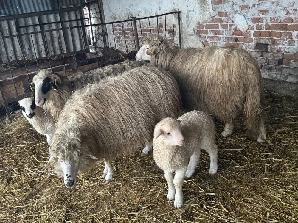 Vând oi tinere cu miei