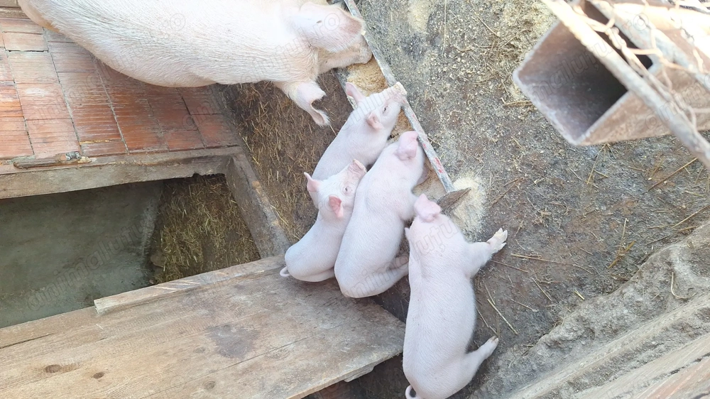 Purcei durok pur cu certificat 