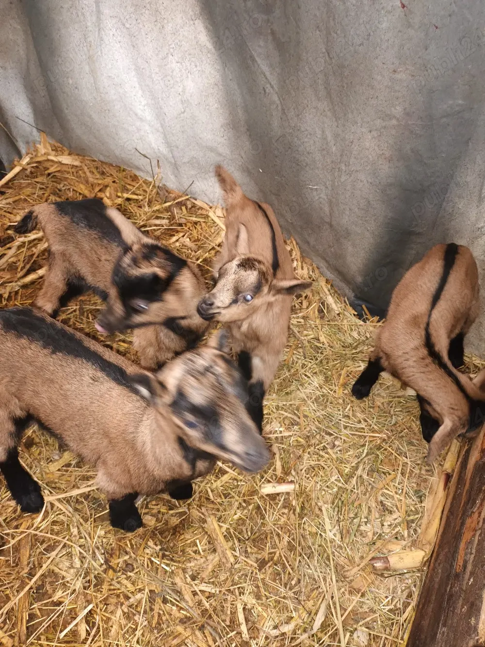 Vand 3 iede si 2 tapi de cateva zile