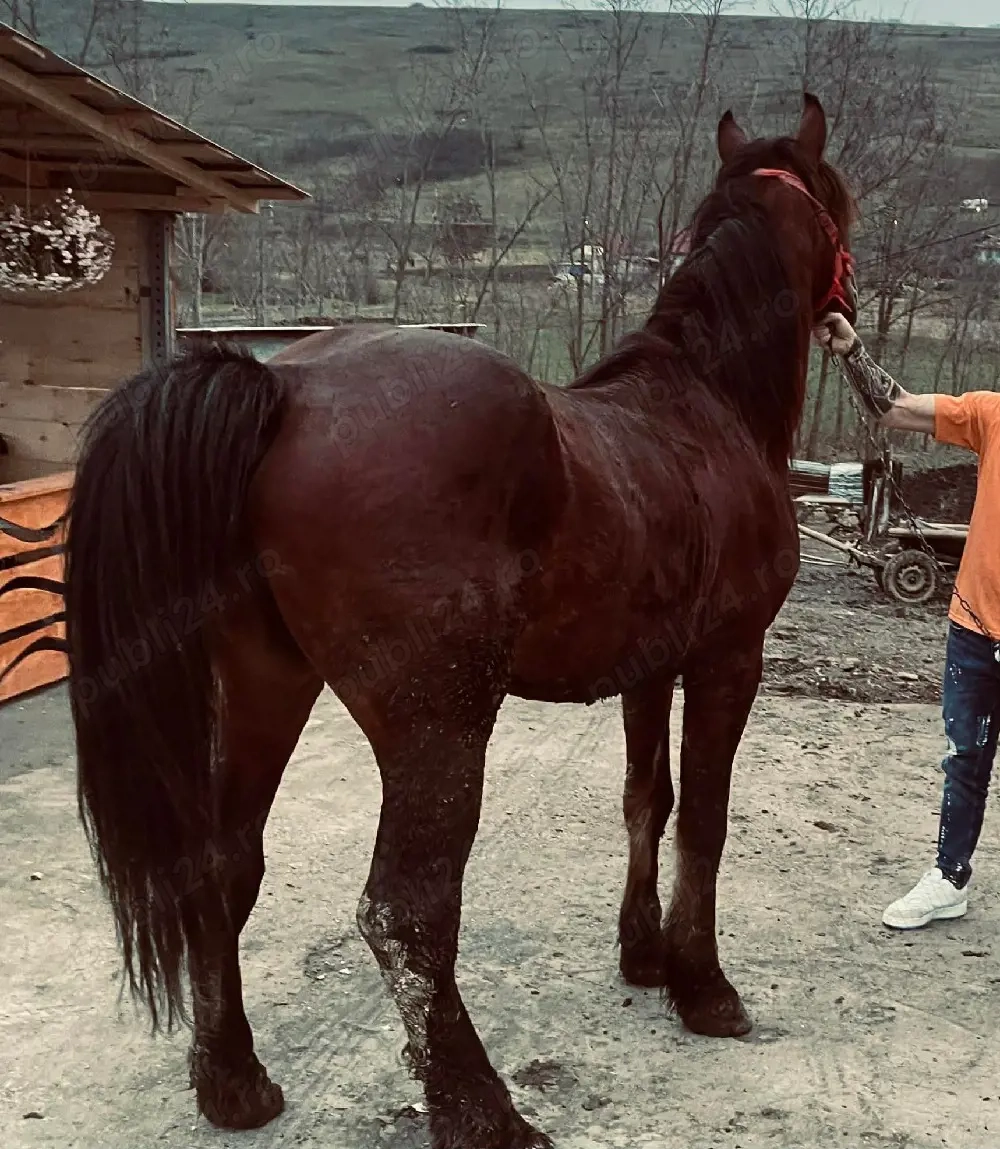 Armăsar de vânzare 