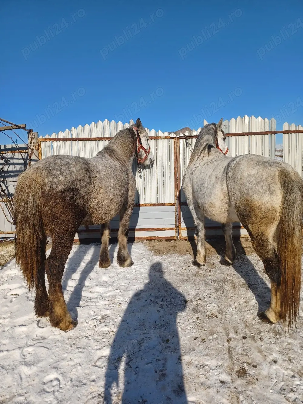 Vând 2 iepe jud.Neamt