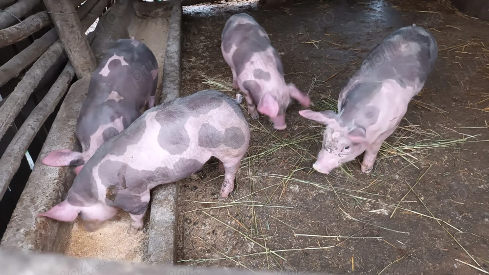 Vând purcei pietran