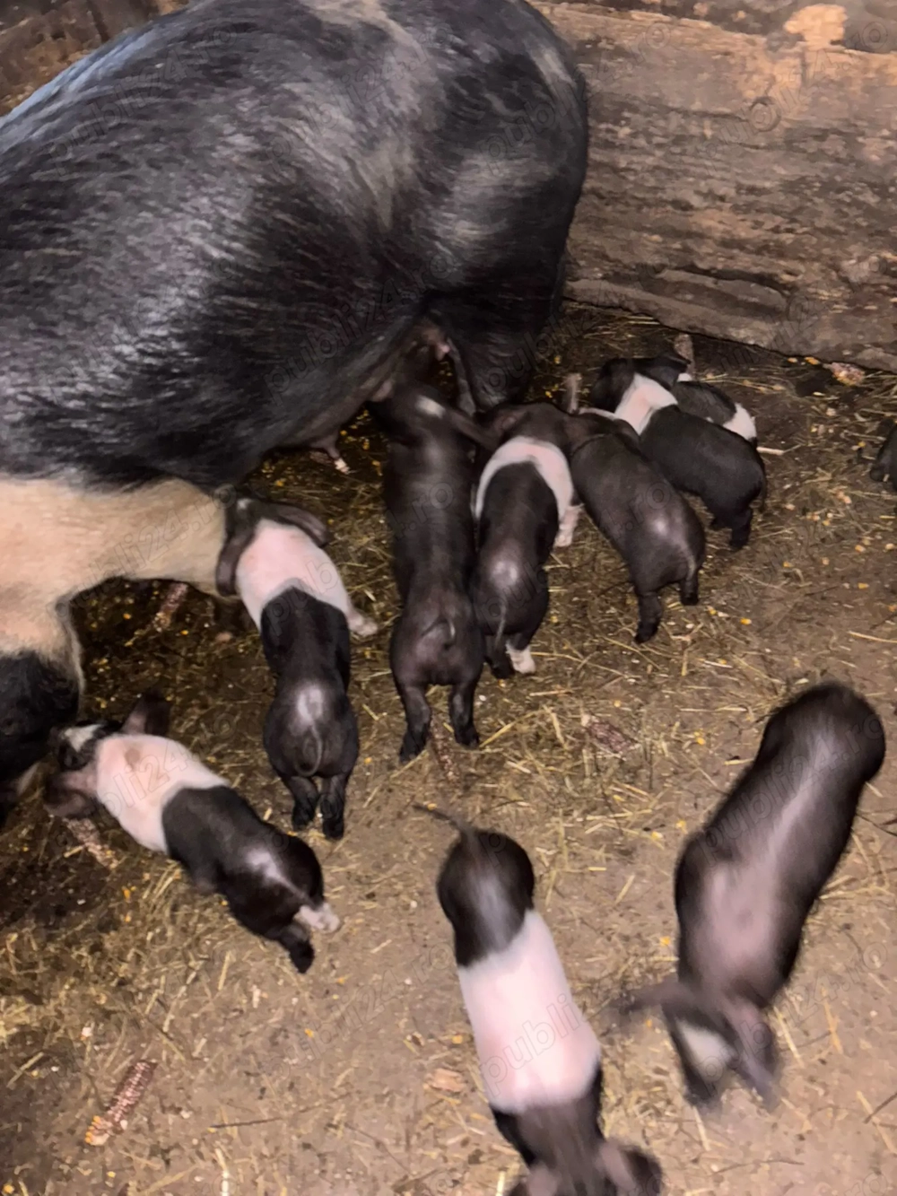 Vand scroafă cu purcei 