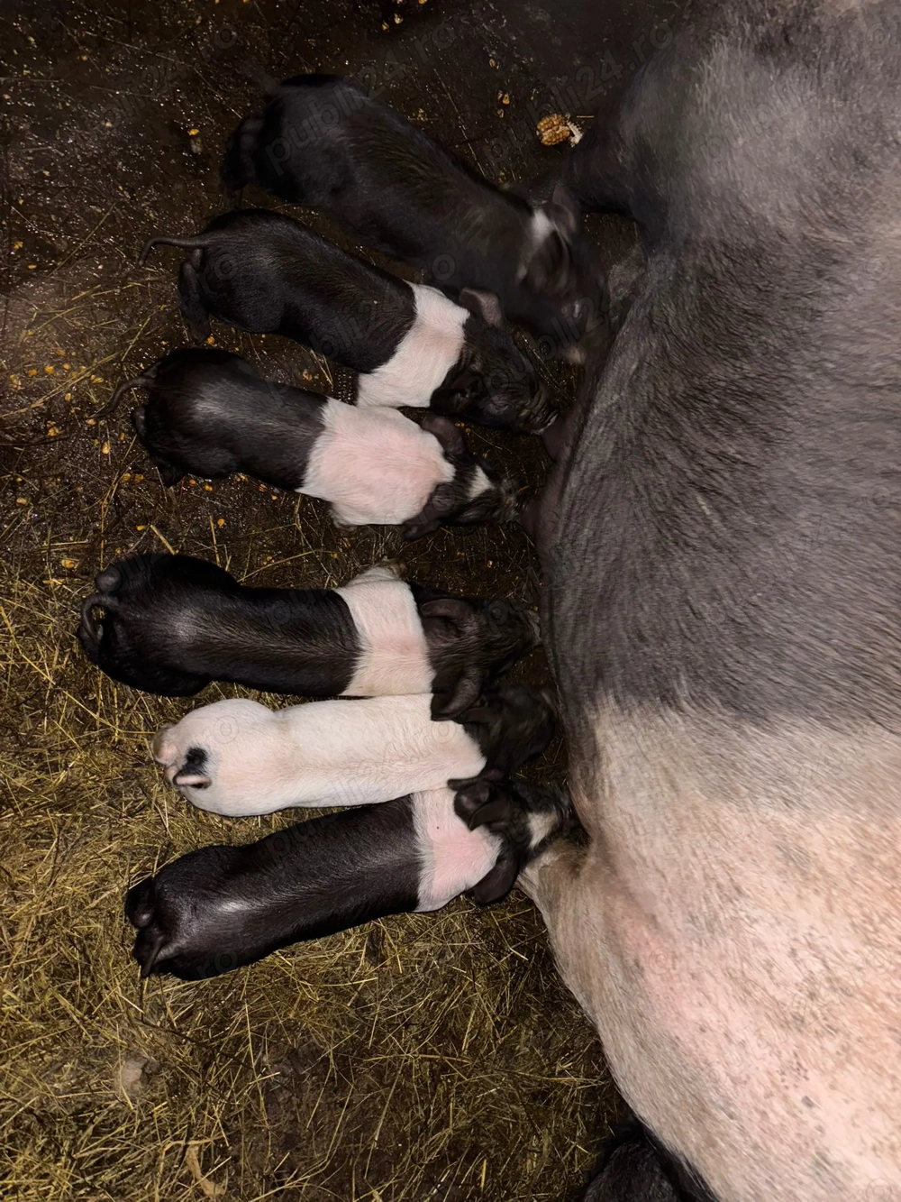 Vand scroafă cu purcei 