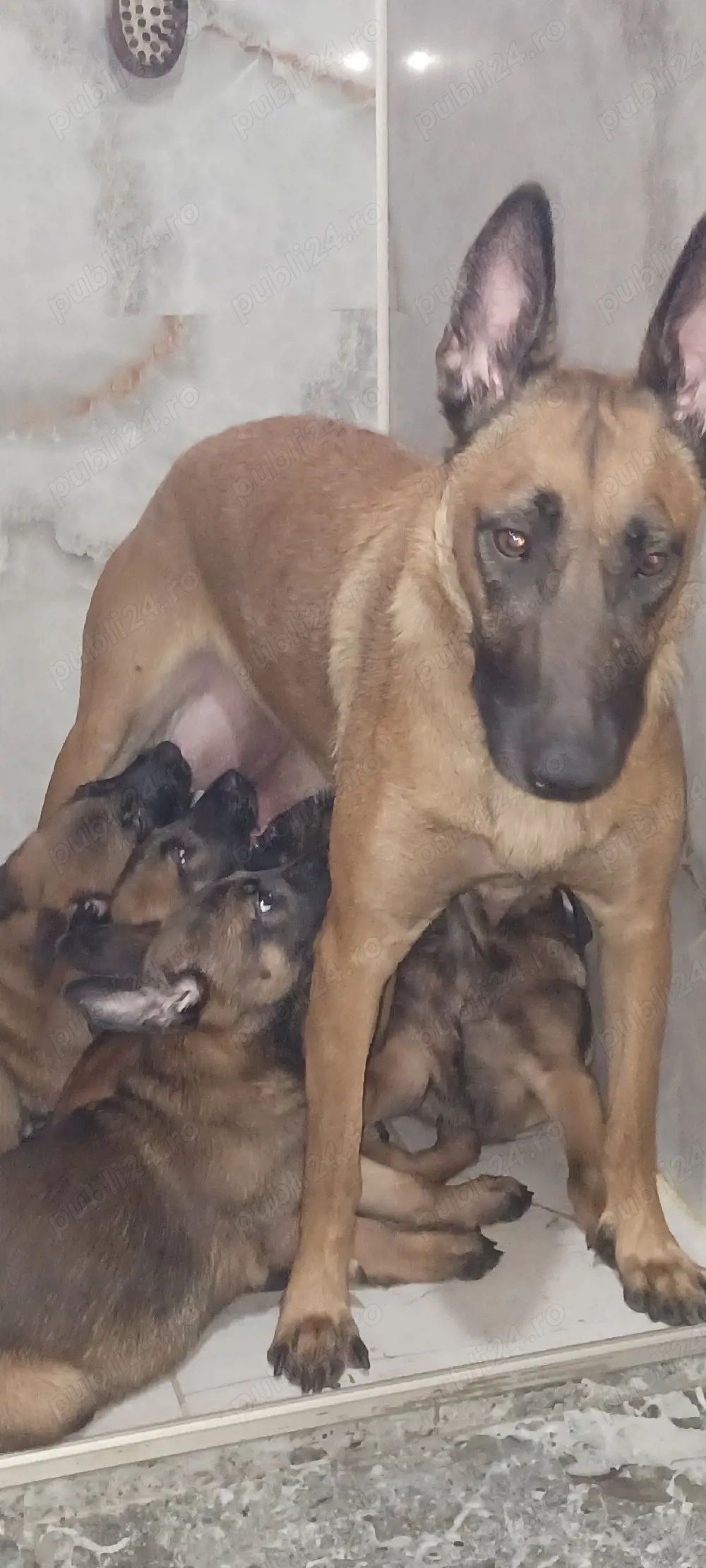 Puiuți Malinois Belgian 