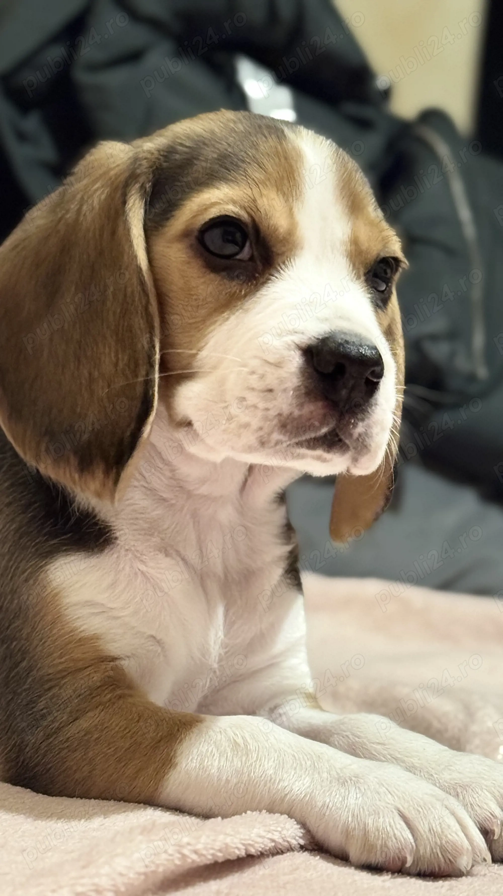 Beagle de vanzare 