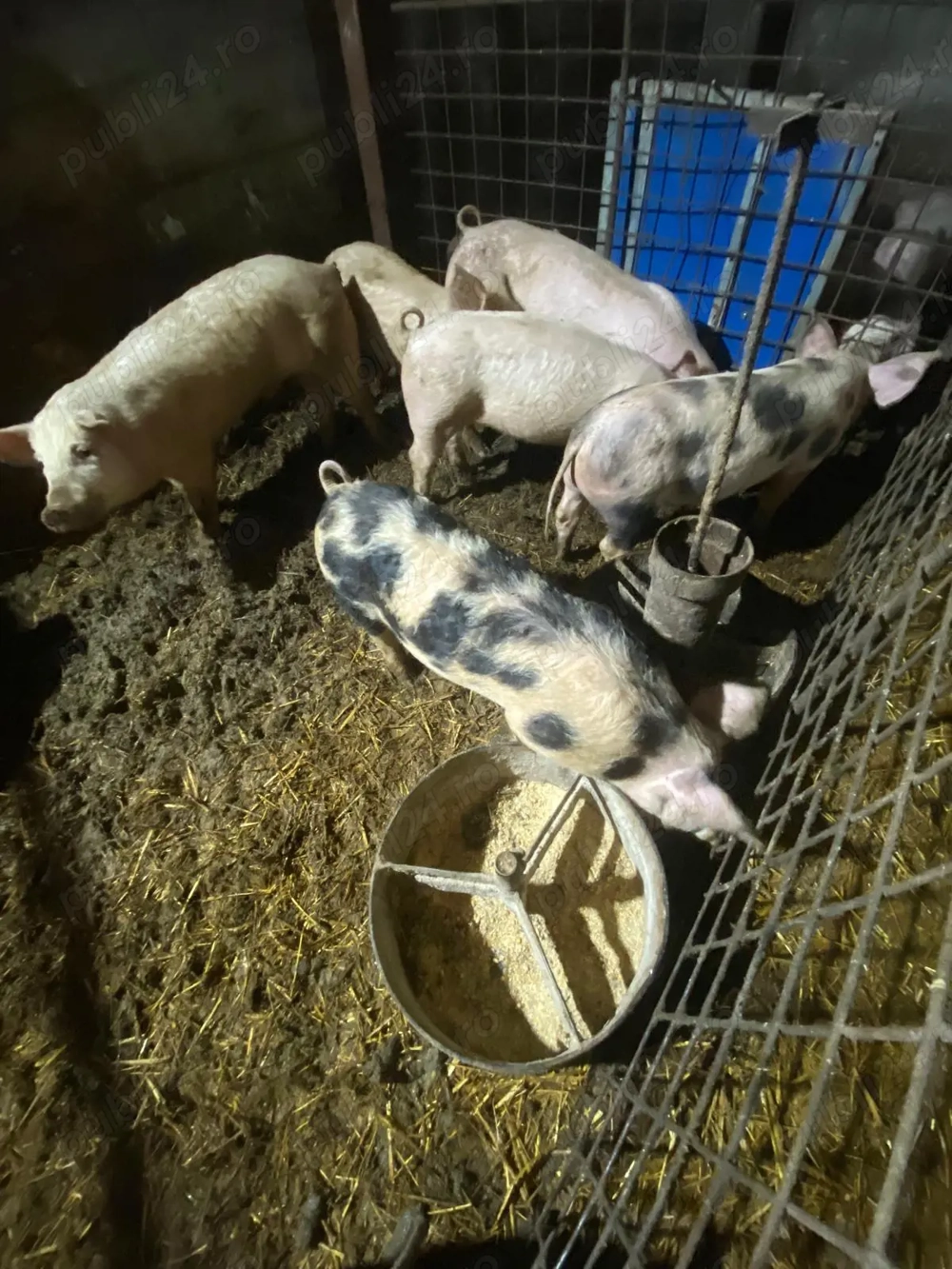 Porci 30-40 kg 450 lei