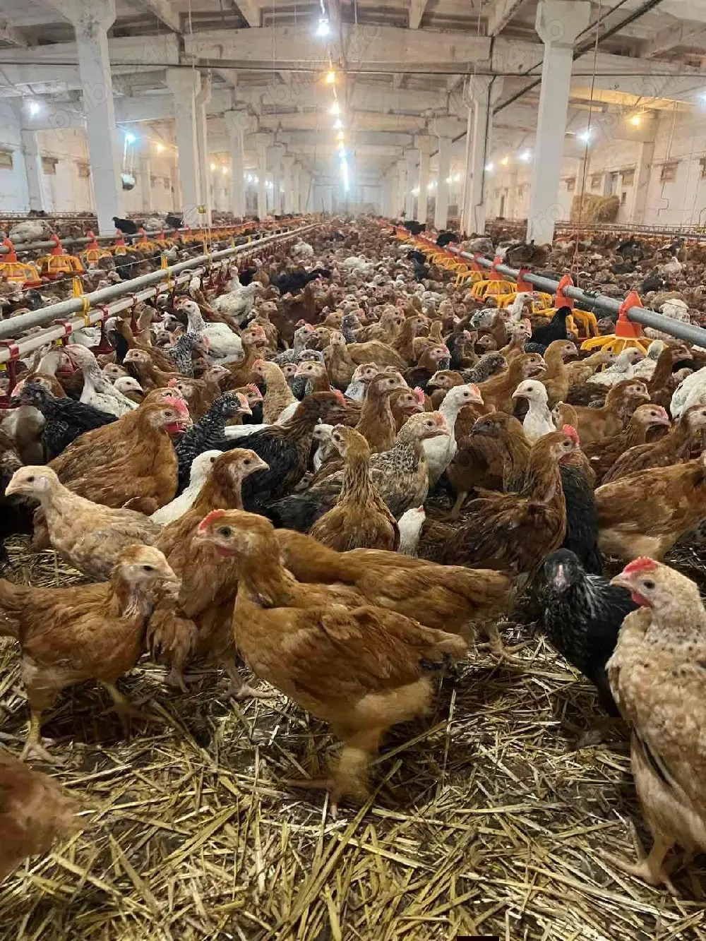 Pui kabir si porumbac 