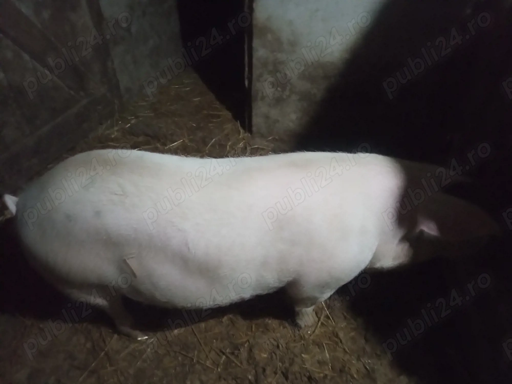 Vând porc pentru sacrificat